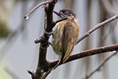 Olivaceous Piculet, Chontal, Pichincha, Ecuador, November 2019 - click for larger image