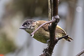 Olivaceous Piculet, Chontal, Pichincha, Ecuador, November 2019 - click for larger image