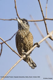 Female Spotted Piculet, Chapada Diamantina, Bahia, Brazil, October 2008 - click for larger image