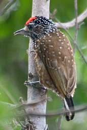 Male Spotted Piculet, Chapada Diamantina, Bahia, Brazil, March 2004 - click for larger image