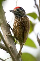 Male Spotted Piculet, Chapada Diamantina, Bahia, Brazil, March 2004 - click for larger image