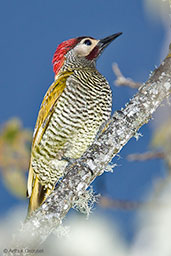Female Golden-olive Woodpecker, Sierra Nevada de Santa Marta, Magdalena, Colombia, April 2012 - click for larger image