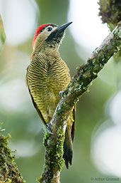 Female Golden-olive Woodpecker, Otún-Quimbaya, Risaralda, Colombia, April 2012 - click for larger image