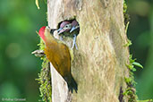 Female Golden-olive Woodpecker, Otún-Quimbaya, Risaralda, Colombia, April 2012 - click for larger image