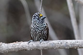 Ecuadorian Piculet, Casupe, Cajamarca, Peru, October 2018 - click for larger image