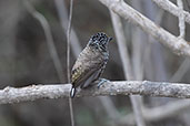 Ecuadorian Piculet, Casupe, Cajamarca, Peru, October 2018 - click for larger image