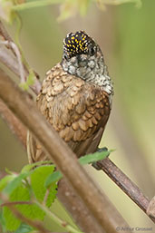 Male Scaled Piculet, Minca, Magdalena, Colombia, April 2012 - click for larger image