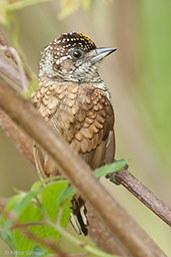 Male Scaled Piculet, Minca, Magdalena, Colombia, April 2012 - click for larger image