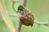 Male Scaled Piculet, Minca, Magdalena, Colombia, April 2012 - click for larger image