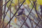 Speckle-chested Piculet, Alto Nieva, San Martin, Peru, October 2018 - click for larger image