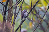 Speckle-chested Piculet, Alto Nieva, San Martin, Peru, October 2018 - click for larger image