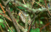 Ochre-collared Piculet, Paraná, Brazil, July 2001 - click for larger image