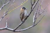 Female Ochre-collared Piculet, São Paulo, Brazil, July 2002 - click for larger image