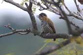 Female Ochre-collared Piculet, São Paulo, Brazil, July 2002 - click for larger image