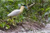 Capped Heron,Pantanal, Mato Grosso Brazil, December 2006 - click on image for a larger view
