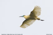 Capped Heron,Cristalino, Mato Grosso Brazil, December 2006 - click on image for a larger view