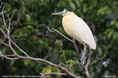 Capped Heron,Cristalino, Mato Grosso Brazil, December 2006 - click on image for a larger view