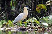 Capped Heron, Sani Lodge, Sucumbios, Ecuador, November 2019 - click on image for a larger view