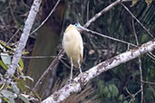 Capped Heron, Monte Verde, Minas Gerais, Brazil, October 2022 - click on image for a larger view