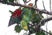 Bald Parrot, Thaimaçu, Pará, Brazil, April 2003 - click for larger image