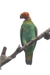 Bald Parrot, Thaimaçu, Pará, Brazil, April 2003 - click for larger image