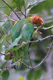 Bald Parrot, Thaimaçu, Pará, Brazil, April 2003 - click for larger image