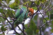 Bald Parrot, Thaimaçu, Pará, Brazil, April 2003 - click for larger image