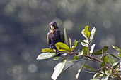 Bronze-winged Parrot, Reserva Amagusa, Pichincha, Ecuador, November 2019 - click on image for a larger view