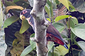 Bronze-winged Parrot, Rio Silanche, Pichincha, Ecuador, November 2019 - click on image for a larger view