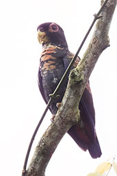Bronze-winged Parrot, Rio Silanche, Pichincha, Ecuador, November 2019 - click on image for a larger view