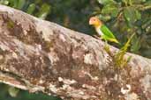 White-bellied Parrot, Caxiuanã, Pará, Brazil, November 2005 - click for larger image