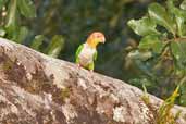 White-bellied Parrot, Caxiuanã, Pará, Brazil, November 2005 - click for larger image