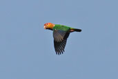 White-bellied Parrot, Caxiuanã, Pará, Brazil, November 2005 - click for larger image