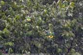 White-bellied Parrot, Cristalino Mato Grosso, Brazil, December 2006 - click for larger image