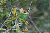 White-bellied Parrot, Cristalino Mato Grosso, Brazil, December 2006 - click for larger image