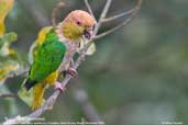 White-bellied Parrot, Cristalino Mato Grosso, Brazil, December 2006 - click for larger image