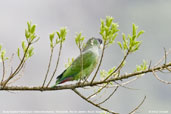 Scaly-headed Parrot, Teresópolis, Rio de Janeiro, Brazil, November 2008 - click for larger image