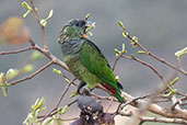 Scaly-headed Parrot, Serra de Canastra, Minas Gerais, Brazil, October 2022 - click for larger image