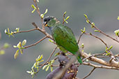 Scaly-headed Parrot, Serra de Canastra, Minas Gerais, Brazil, October 2022 - click for larger image