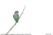Scaly-headed Parrot, Perequ&ecirc;, Rio de Janeiro, Brazil, August 2002 - click for larger image
