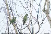 Scaly-headed Parrot, Perequê, Rio de Janeiro, Brazil, August 2002 - click for larger image