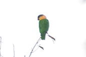 Black-headed Parrot, São Gabriel da Cachoeira, Amazonas, Brazil, August 2004 - click on image for a larger view