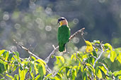Black-headed Parrot, Sani Lodge, Sucumbios, Ecuador, November 2019 - click on image for a larger view