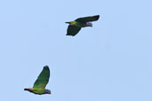 Blue-headed Parrot, Caxiuanã, Pará, Brazil, November 2005 - click for larger image