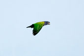 Blue-headed Parrot, Cristalino, Mato Grosso, Brazil, April 2003 - click for larger image