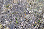 Pileated Parrot, Salesopolis, Sao Paulo, Brazil, October 2022 - click on image for a larger view