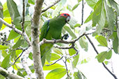 Pileated Parrot, Intervales, Sao Paulo, Brazil, October 2022 - click on image for a larger view