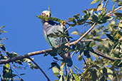 White-crowned Parrot, Pico Bonito, Honduras, March 2015 - click for larger image