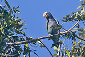 White-crowned Parrot, Pico Bonito, Honduras, March 2015 - click for larger image