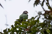 White-capped Parrot, San Isisdro, Napo, Ecuador, Novembr 2019 - click for larger image